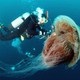 Illustration for article titled Giant Jellyfish Swarms Off The Coast Of Japan